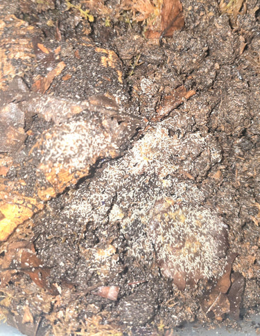 Onychiurinae springtails